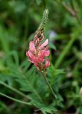 genus Onobrychis