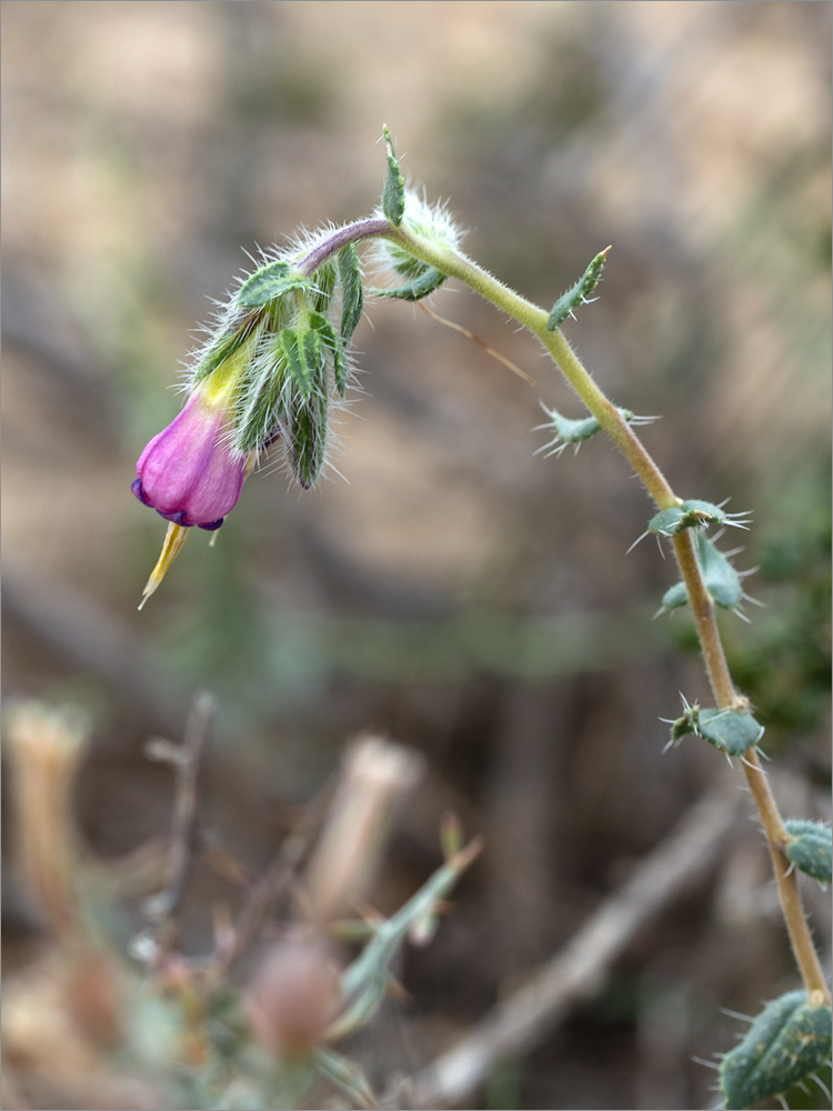 Image of Onosma staminea specimen.