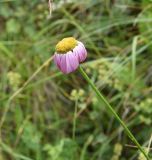 Pyrethrum coccineum