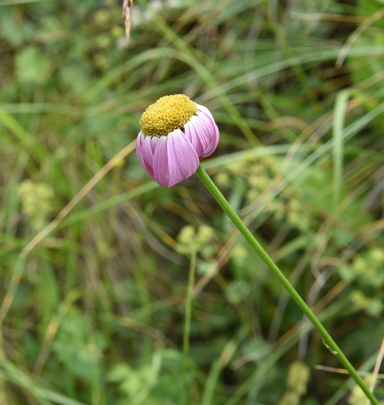 Изображение особи Pyrethrum coccineum.