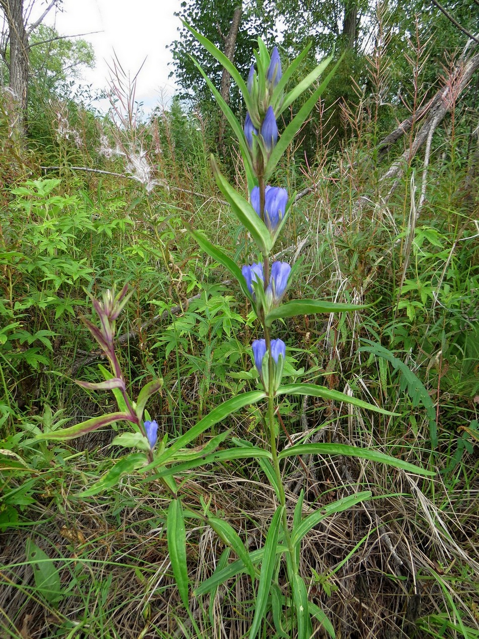 Изображение особи Gentiana triflora.