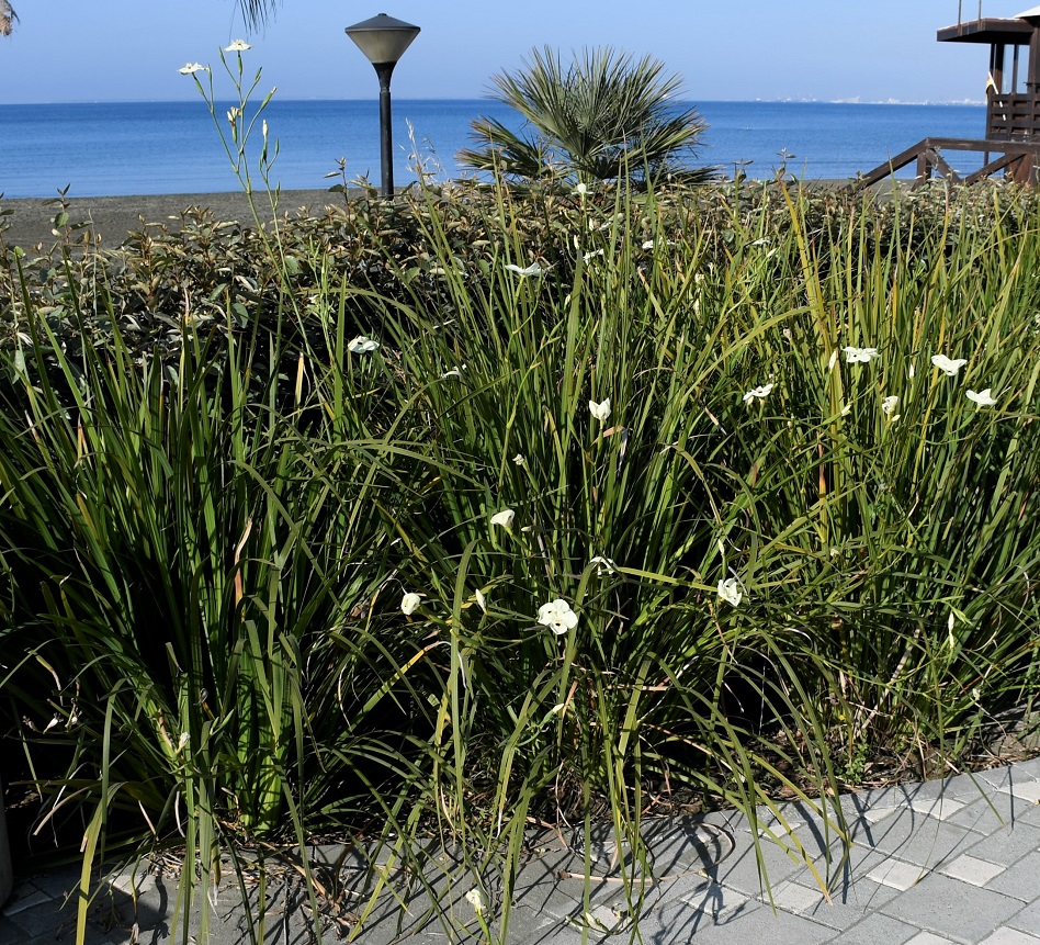 Изображение особи Dietes bicolor.