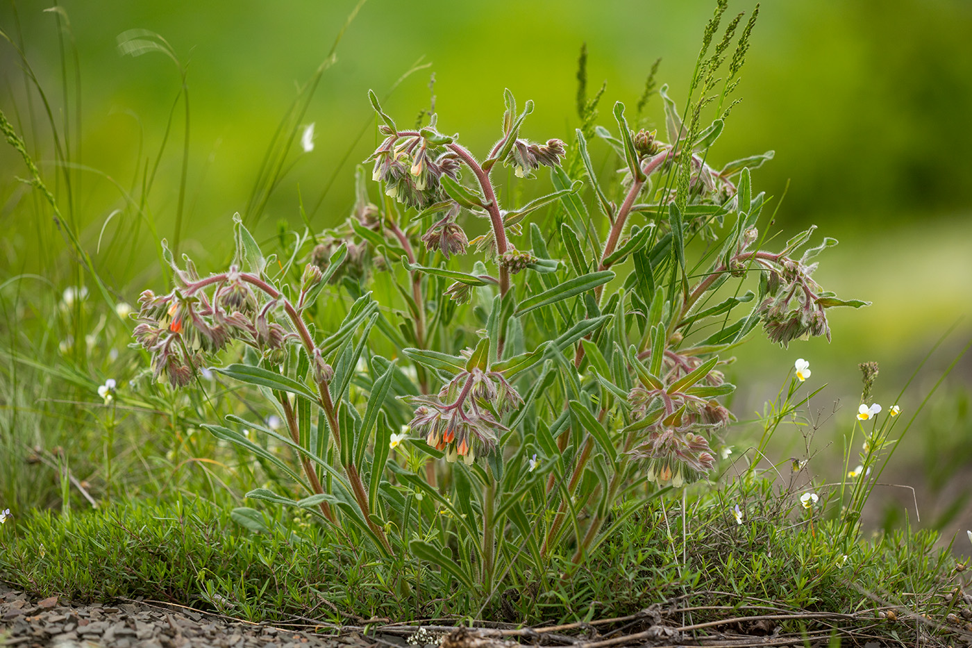 Image of Onosma polychroma specimen.