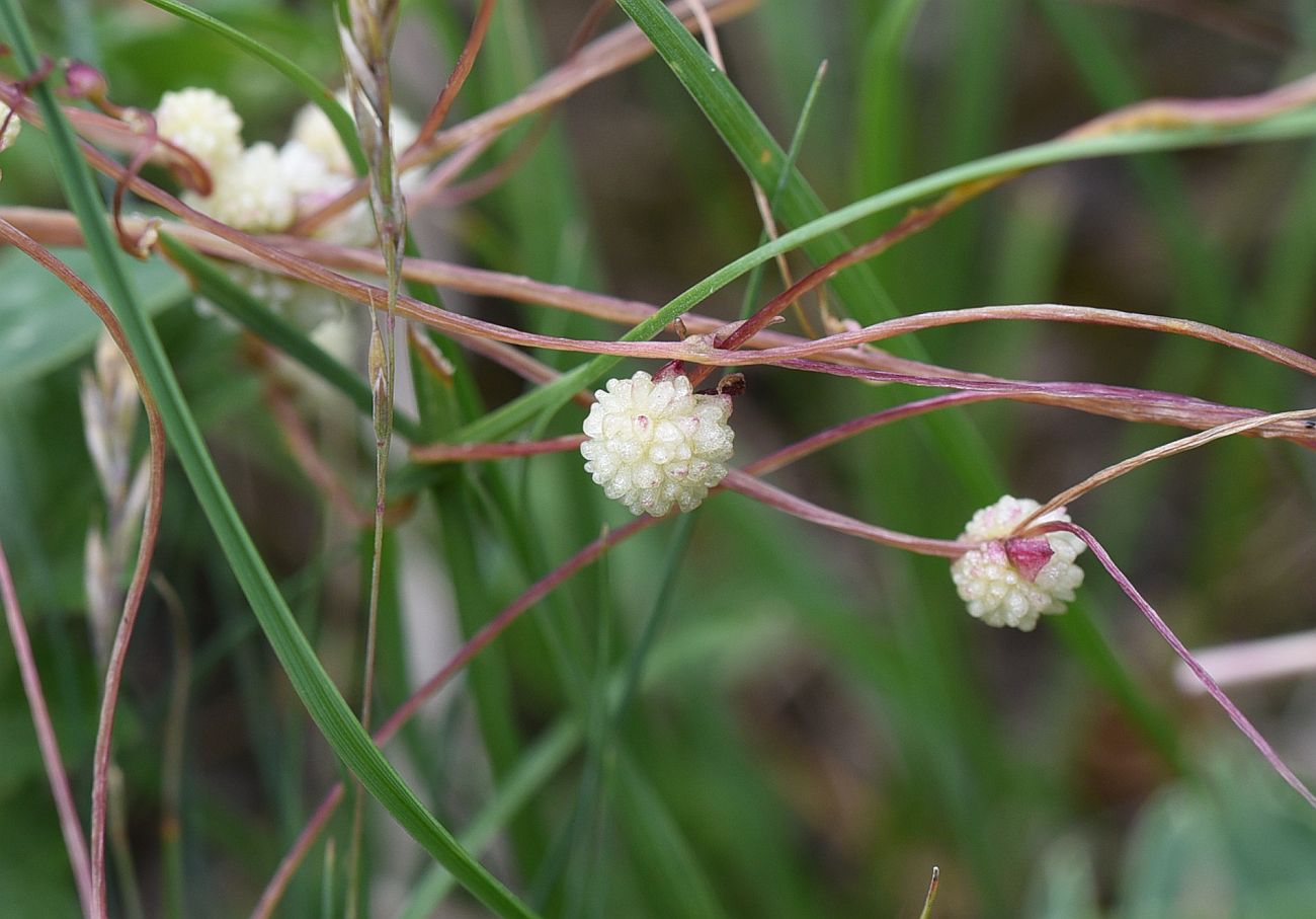 Image of genus Cuscuta specimen.