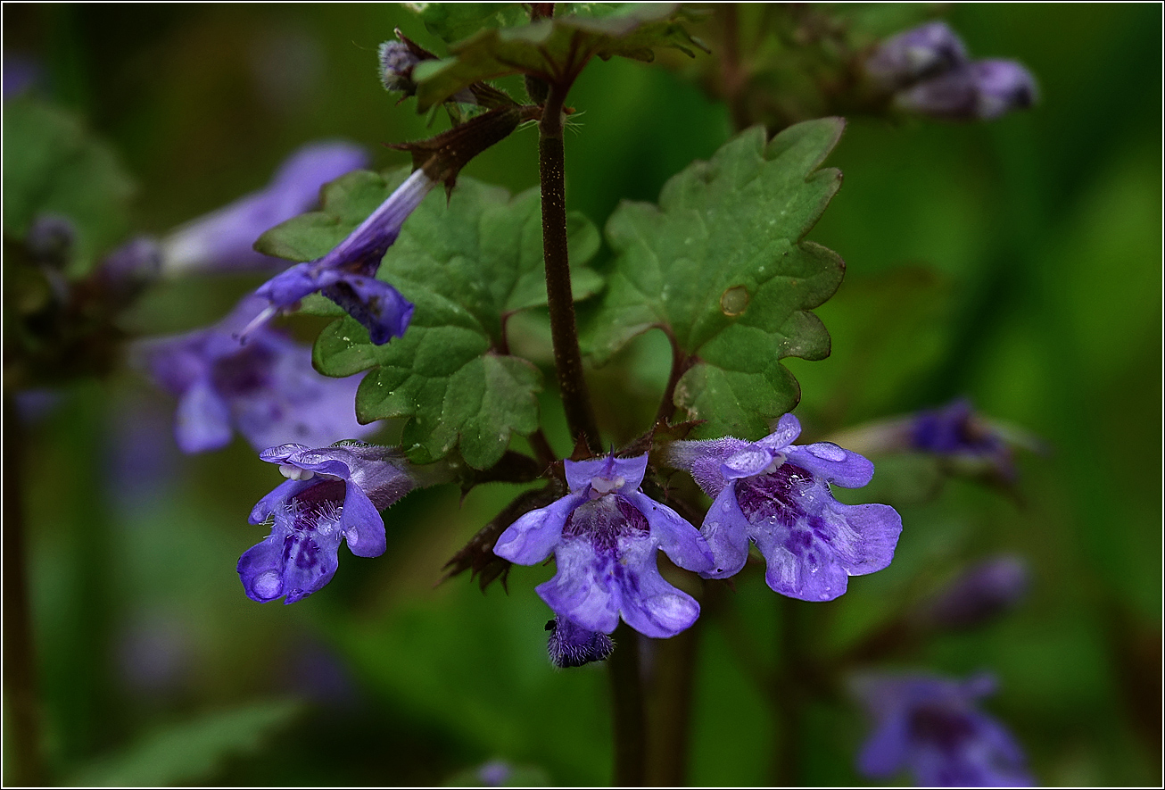 Image of Glechoma hederacea specimen.