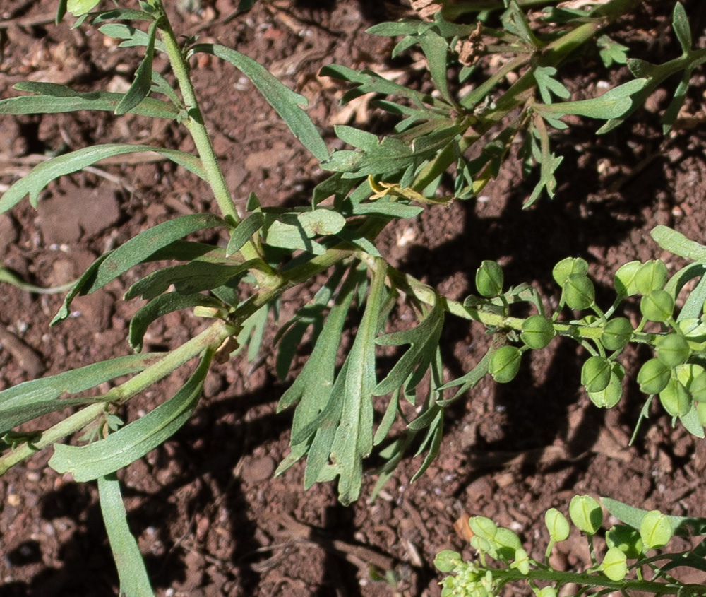 Изображение особи Lepidium bonariense.