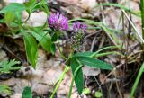 Trifolium medium