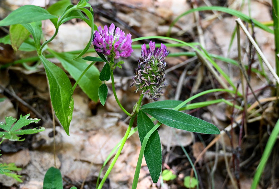 Изображение особи Trifolium medium.