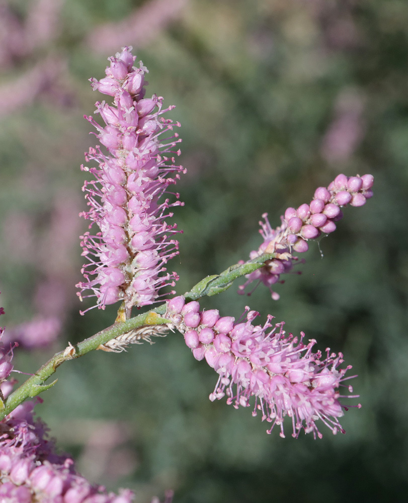 Image of Tamarix ramosissima specimen.