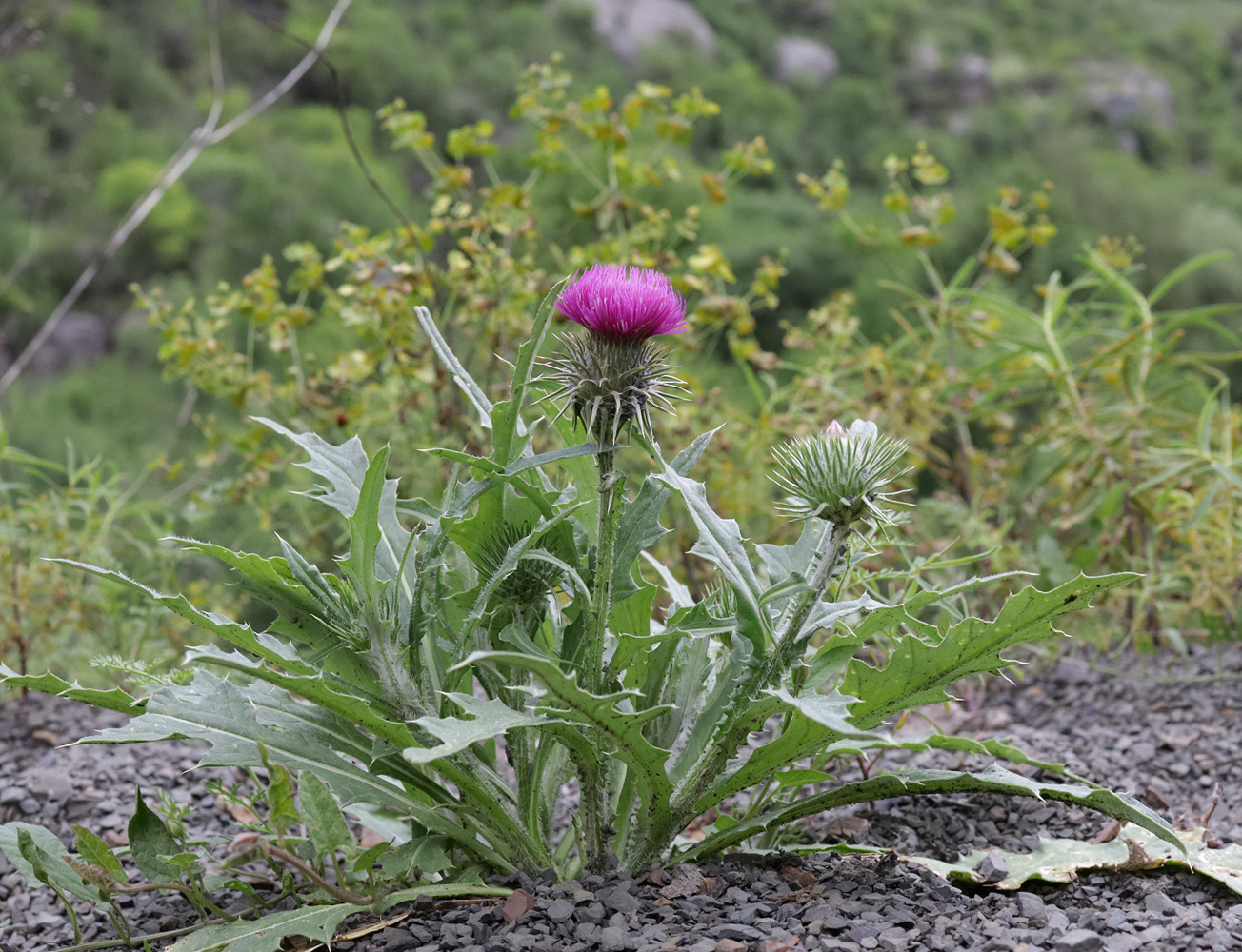 Изображение особи Carduus acanthocephalus.