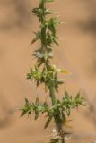 род Salsola. Часть веточки с плодами. Калмыкия, Яшкульский р-н, окр. пос. Утта, пески. 17.07.2023.