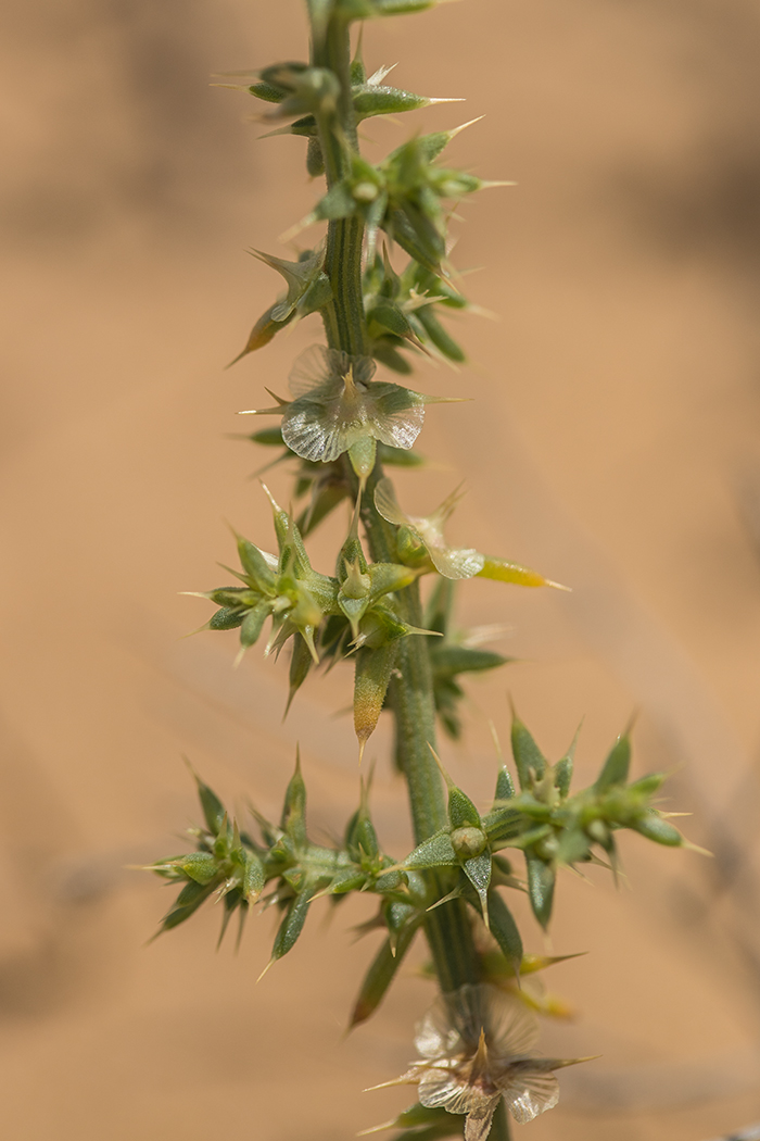 Изображение особи род Salsola.