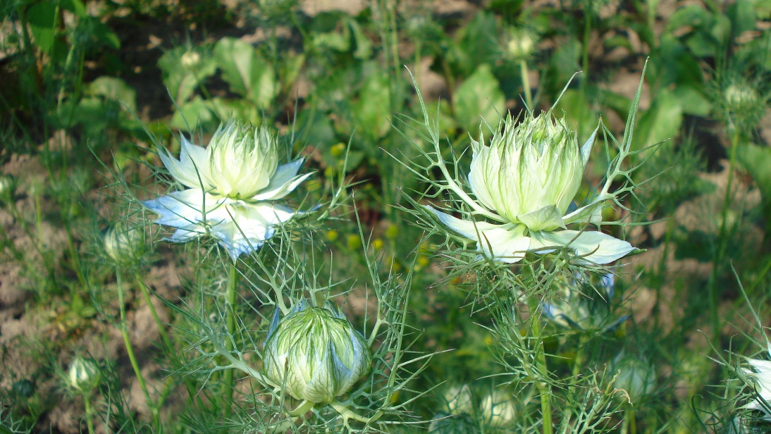 Изображение особи Nigella damascena.