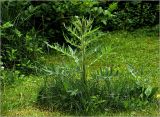 Cirsium vulgare