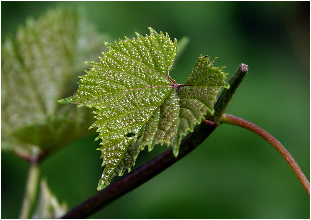 Image of Vitis vinifera specimen.