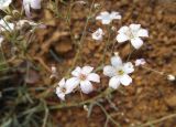 Gypsophila patrinii