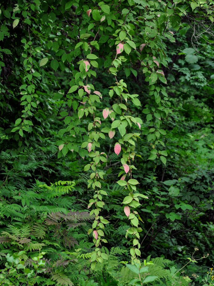 Изображение особи Actinidia kolomikta.