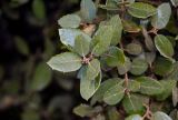 Quercus rotundifolia