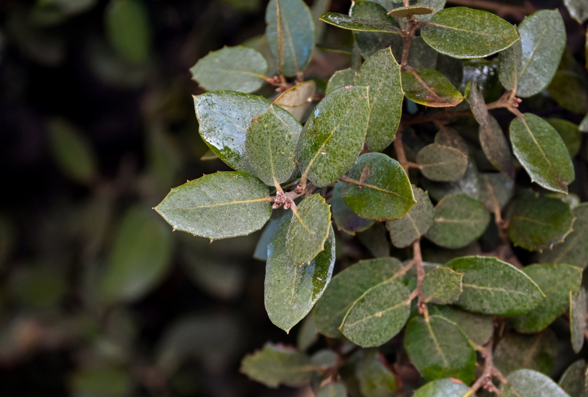 Image of Quercus rotundifolia specimen.