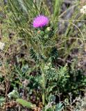 Carduus acanthoides. Верхушка цветущего растения. Оренбургская обл., Кувандыкский гор. округ, окр. г. Кувандык, луг. 06.07.2023.