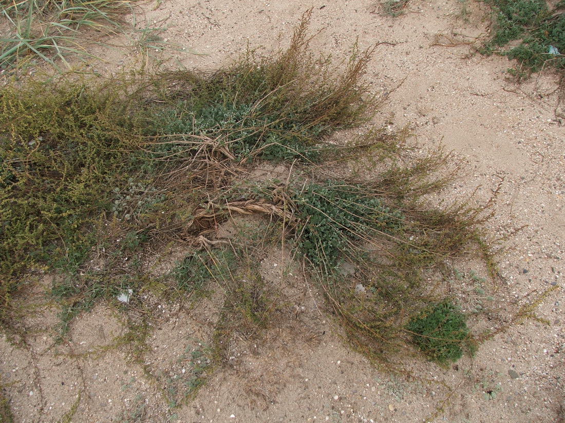 Image of Artemisia arenaria specimen.