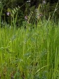 Vicia sepium