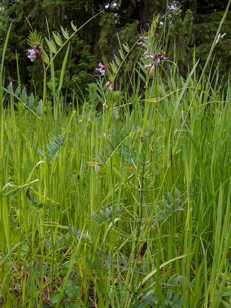 Изображение особи Vicia sepium.