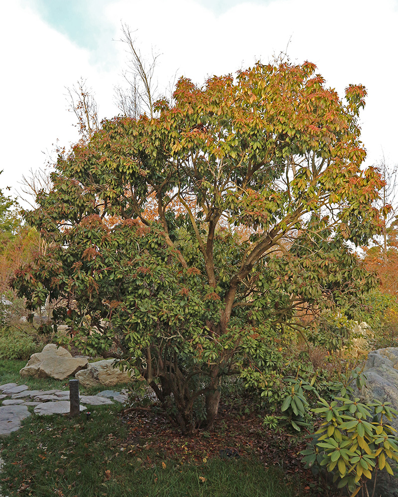 Image of Pieris japonica specimen.