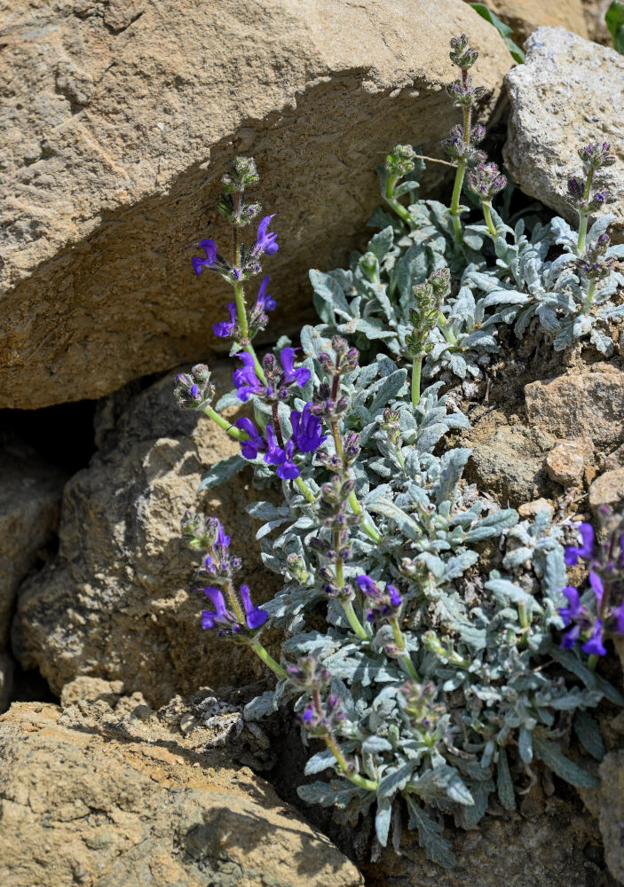 Изображение особи Salvia canescens.