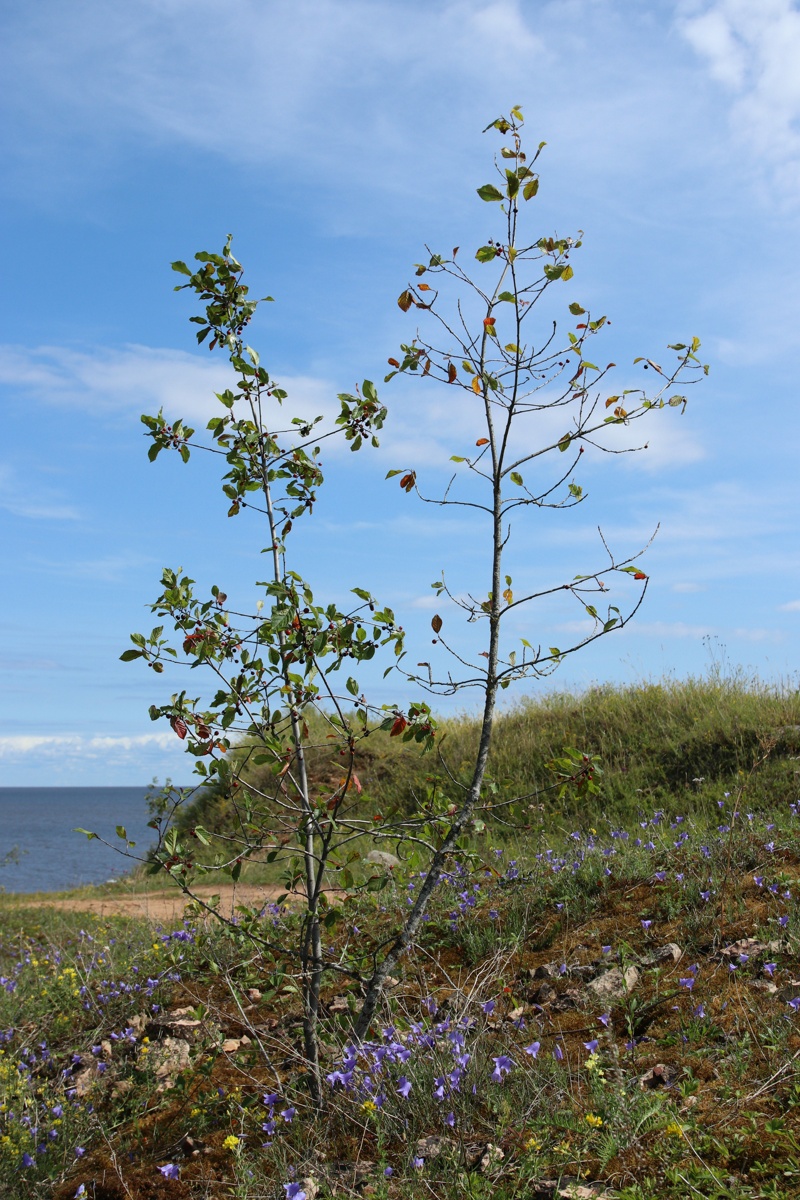 Изображение особи Frangula alnus.