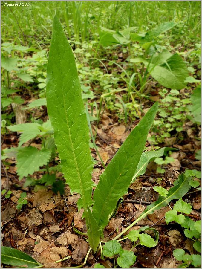 Image of genus Cirsium specimen.