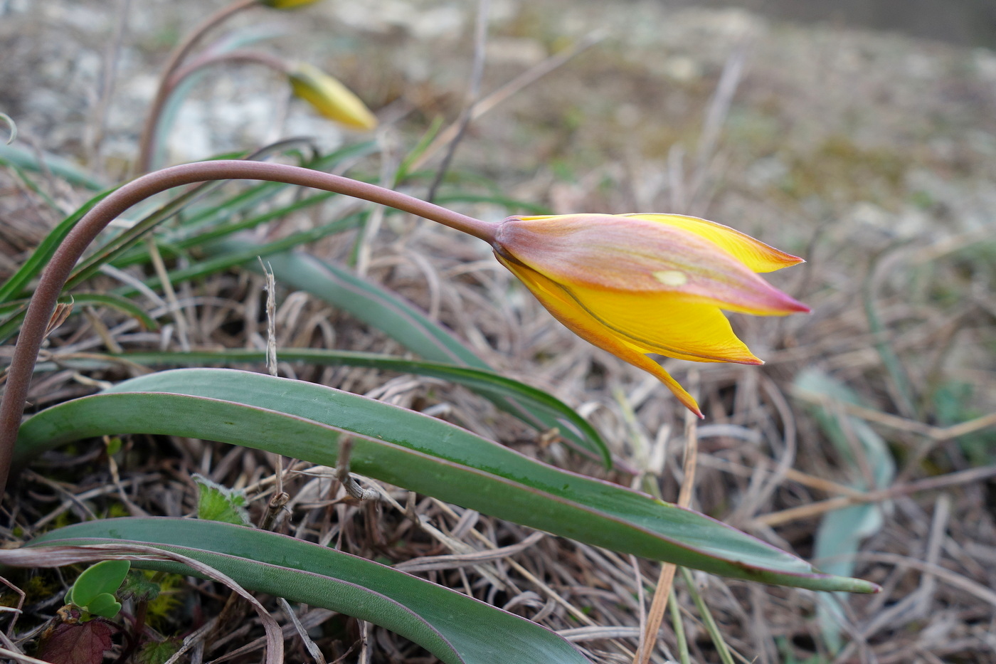 Image of Tulipa australis specimen.
