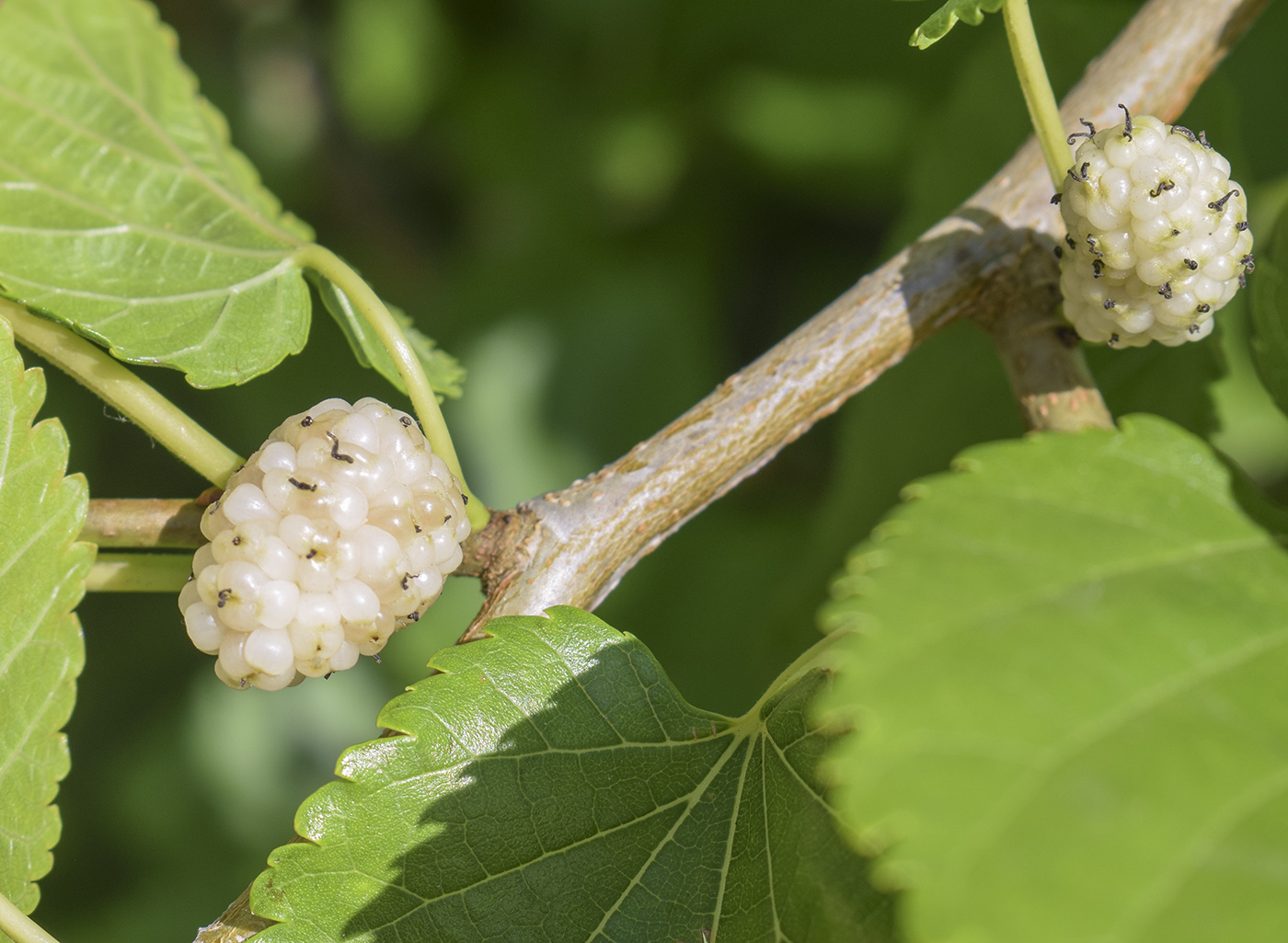 Изображение особи Morus alba.