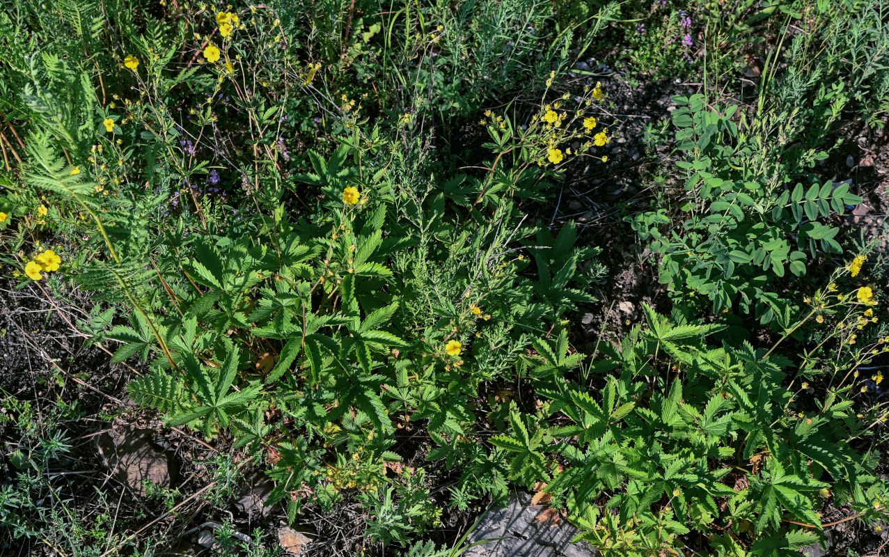 Image of genus Potentilla specimen.