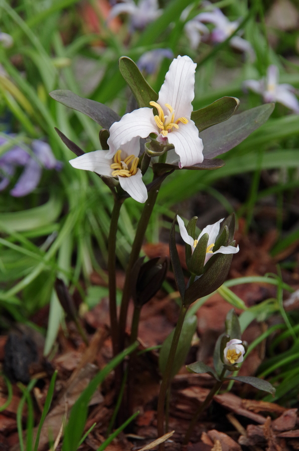 Image of Trillium pusillum specimen.