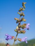 Salvia ringens. Верхушка соцветия с цветками и бутонами. Краснодарский край, м/о г. Новороссийск, склон горы Херсонка, остепнённый луг. 10.05.2024.