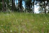 Stipa pennata