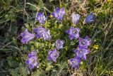 Campanula ciliata