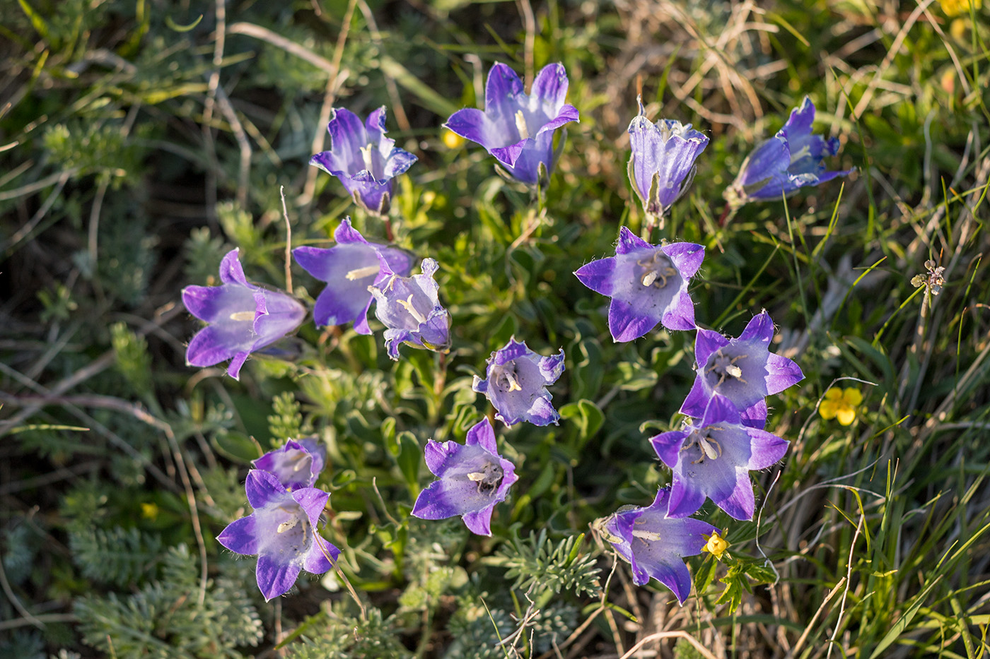 Image of Campanula ciliata specimen.