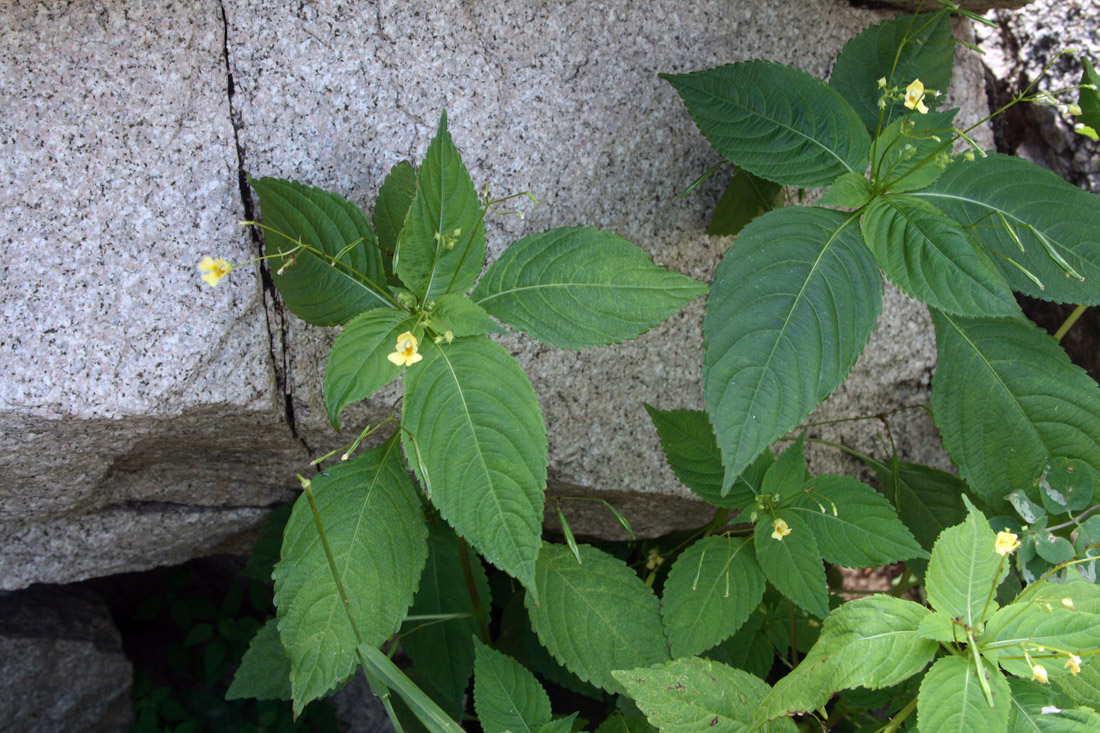 Изображение особи Impatiens parviflora.