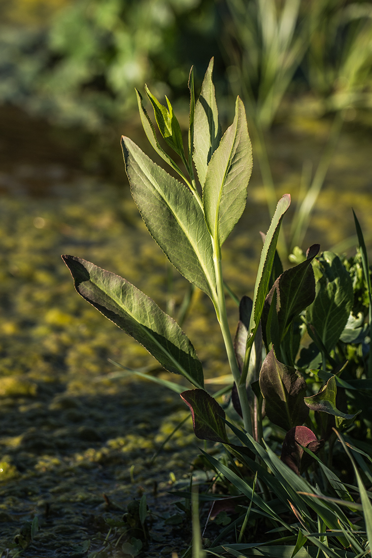 Image of Lepidium latifolium specimen.