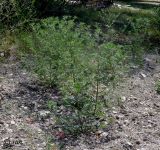 Ambrosia artemisiifolia