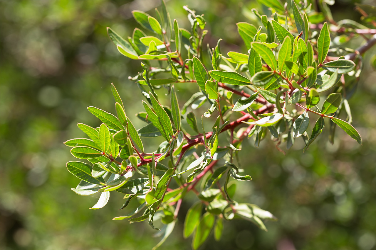 Image of Pistacia lentiscus specimen.