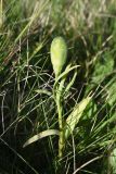 Fritillaria latifolia