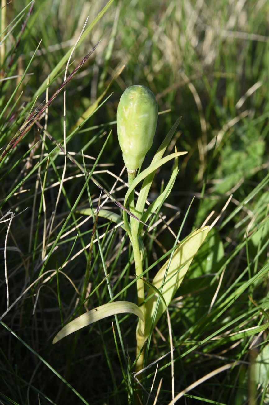 Image of Fritillaria latifolia specimen.