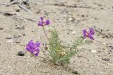 Oxytropis hailarensis. Цветущее и плодоносящее растение. Приморский край, Ханкайский р-н, окр. с. Турий Рог, территория между российской и китайской границами, прибрежная песчаная терраса. 26.06.2022.