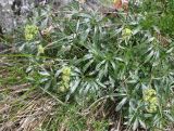 Alchemilla sericea