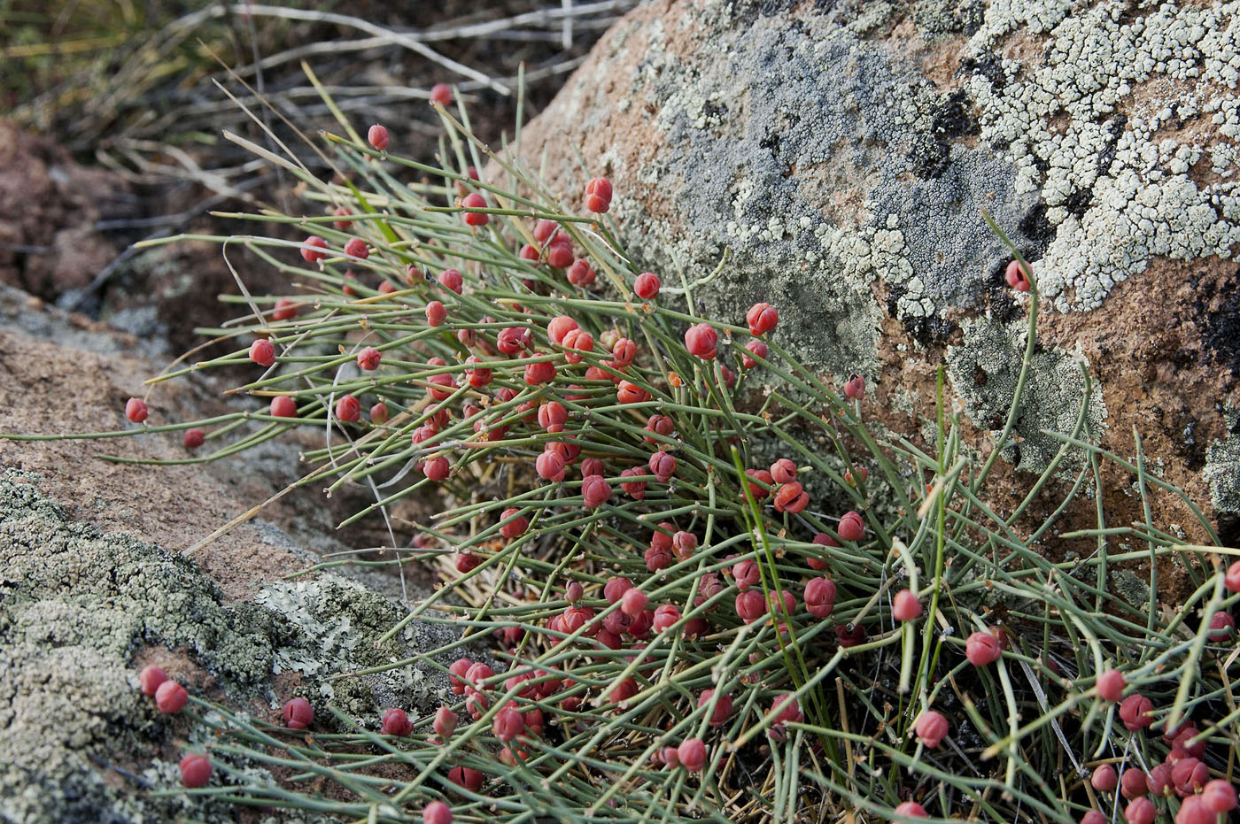 Image of Ephedra monosperma specimen.