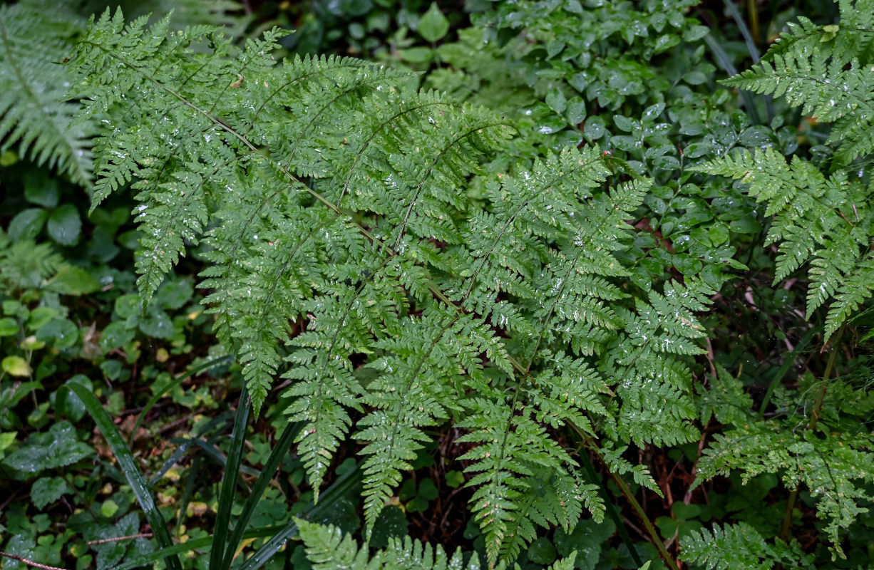 Image of Dryopteris expansa specimen.
