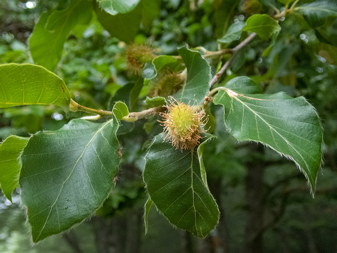 Image of Fagus × taurica specimen.